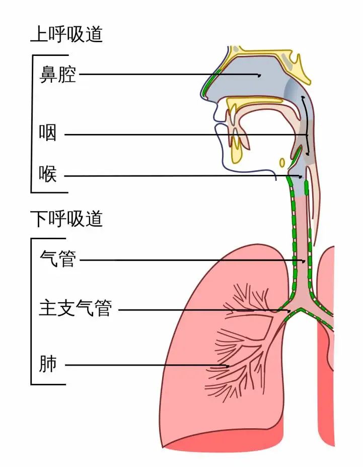 鼻子与气管的连接图图片