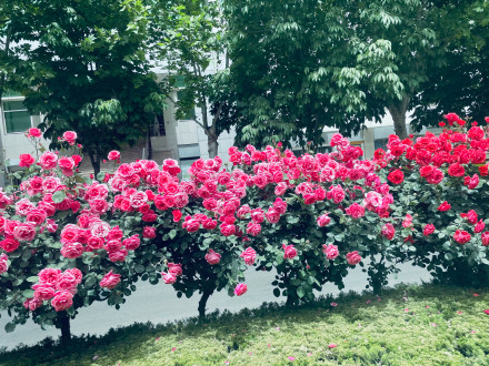 绘家每日资讯▏正定新区新添双向八车道，市花月季打卡地(图3)